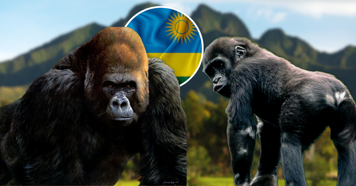 U Rwanda rwashyizeho isaha imwe yo gusura ingagi ku munsi kugira ngo zirindwe stress n’indwara